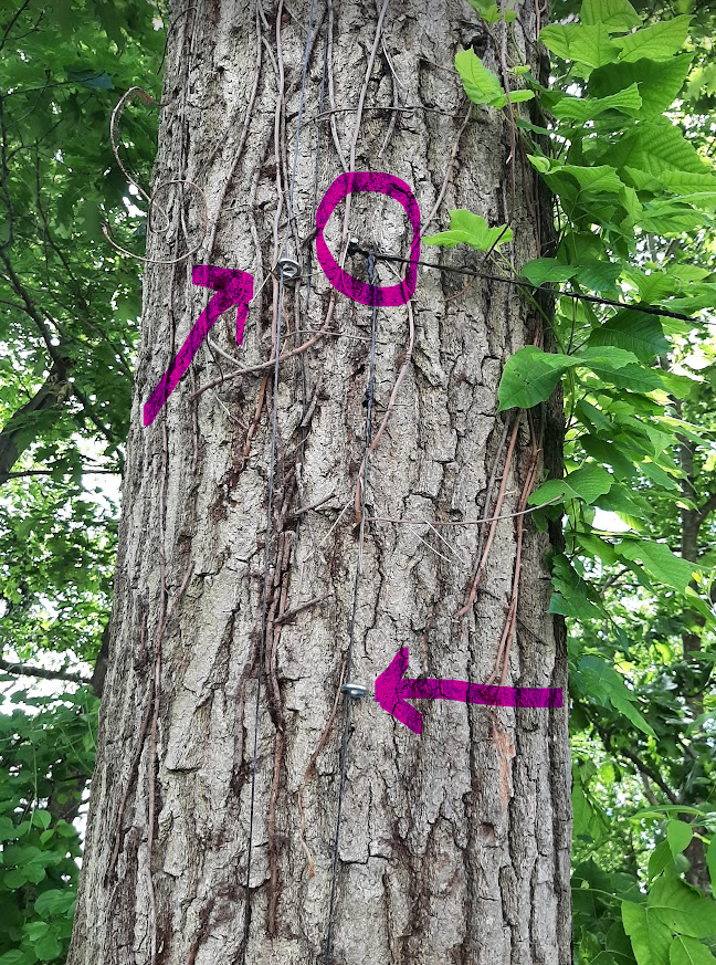 Tree lechi repair